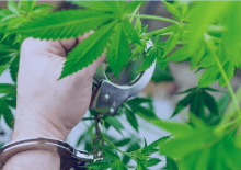 How Many Marijuana Arrests in South Dakota.png