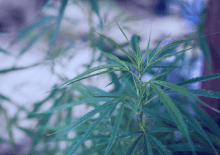 South Dakota Marijuana Tax Revenue 2025.png